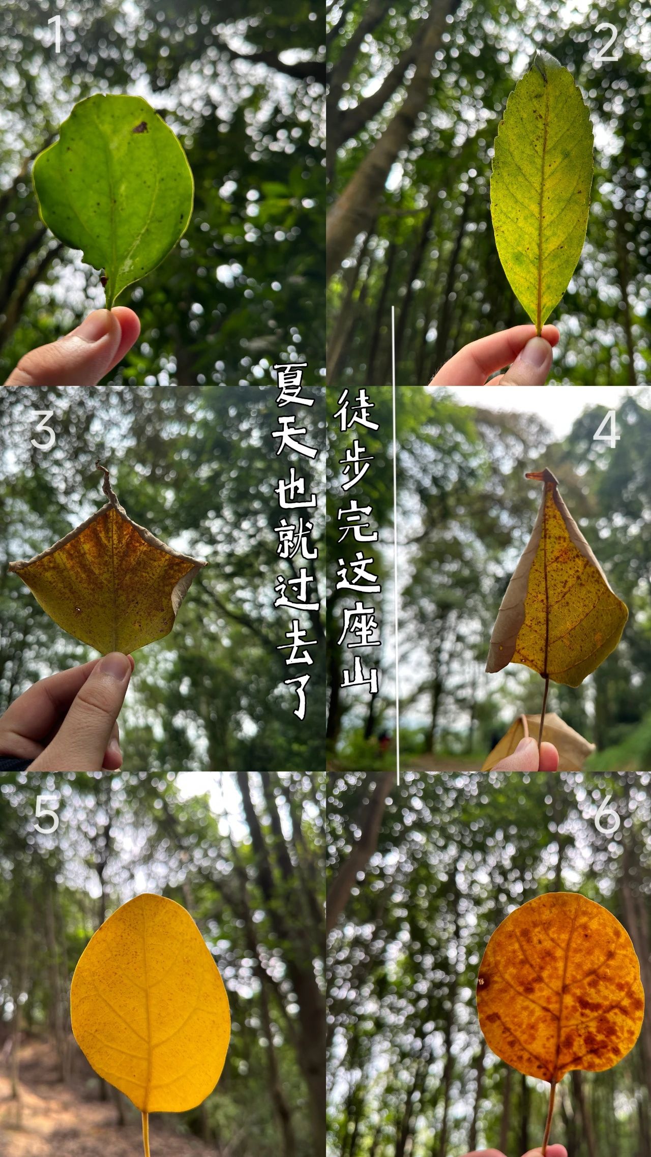 走完这座山，夏天也就过去了 | 行走的善勤强之刘香线...